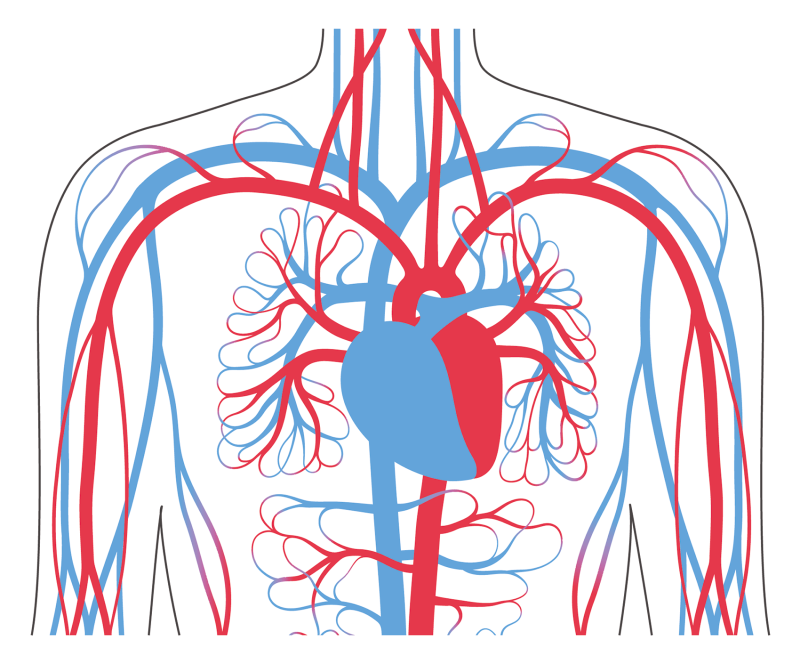 Kapillarsystem im menschlichen Blutkreislauf©pikovit-stock.adobe.com